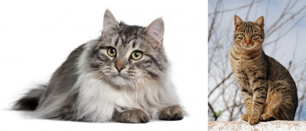 Tabby vs Siberian - Breed Comparison