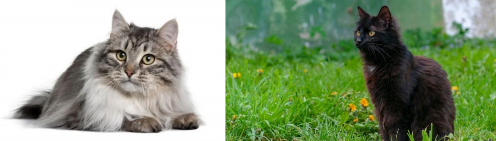 York Chocolate Cat vs Siberian - Breed Comparison