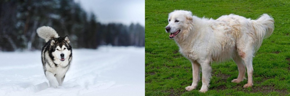 Abruzzenhund vs Siberian Husky - Breed Comparison