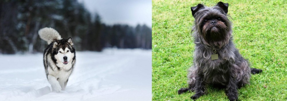 Affenpinscher vs Siberian Husky - Breed Comparison