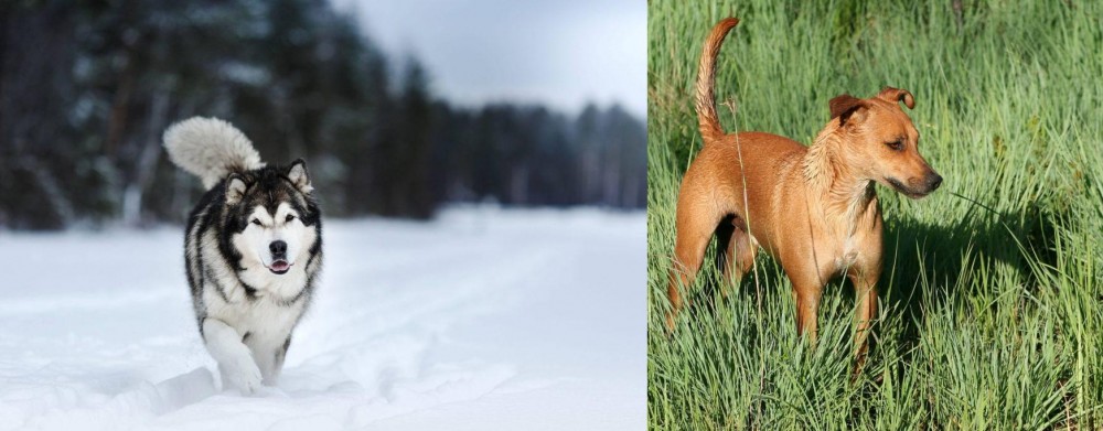 Africanis vs Siberian Husky - Breed Comparison