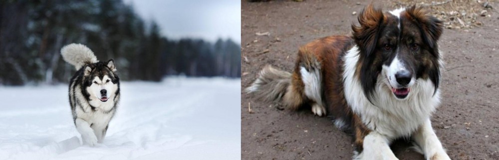 Aidi vs Siberian Husky - Breed Comparison