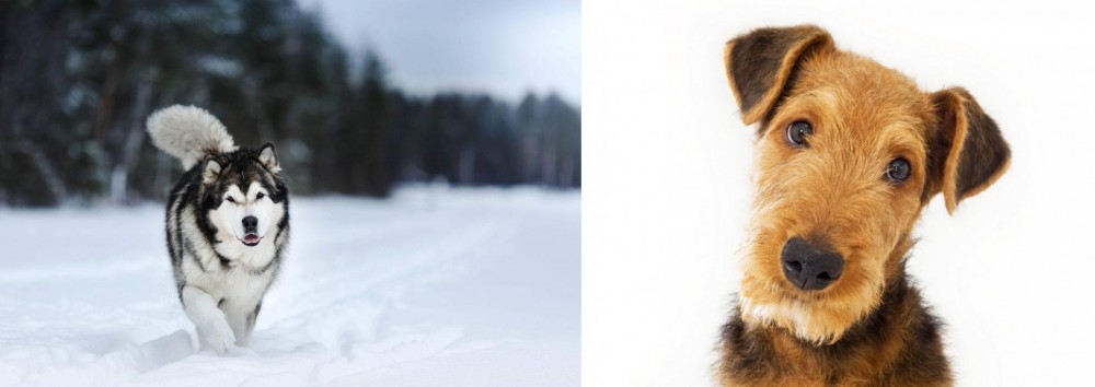 Airedale Terrier vs Siberian Husky - Breed Comparison