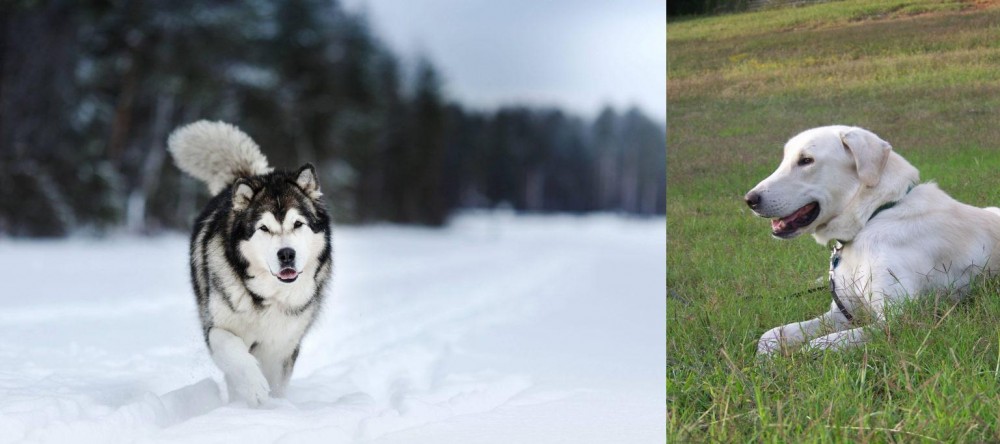 Akbash Dog vs Siberian Husky - Breed Comparison