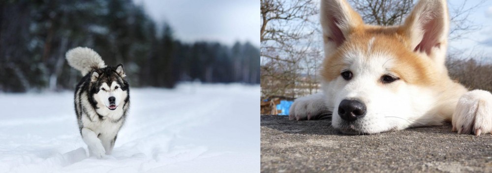 Akita vs Siberian Husky - Breed Comparison