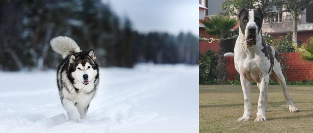 Alangu Mastiff vs Siberian Husky - Breed Comparison