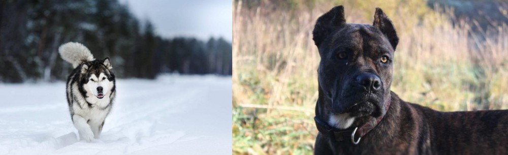 Alano Espanol vs Siberian Husky - Breed Comparison