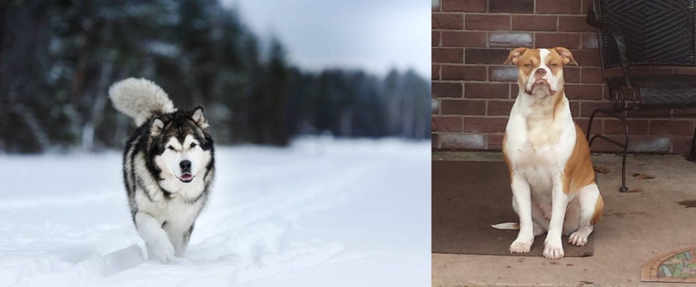 Alapaha Blue Blood Bulldog vs Siberian Husky - Breed Comparison