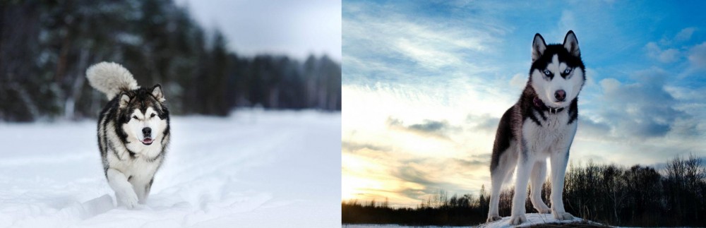 Alaskan Husky vs Siberian Husky - Breed Comparison