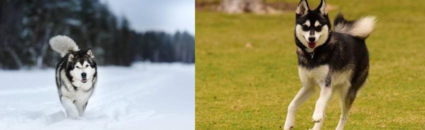 Alaskan Klee Kai vs Siberian Husky - Breed Comparison