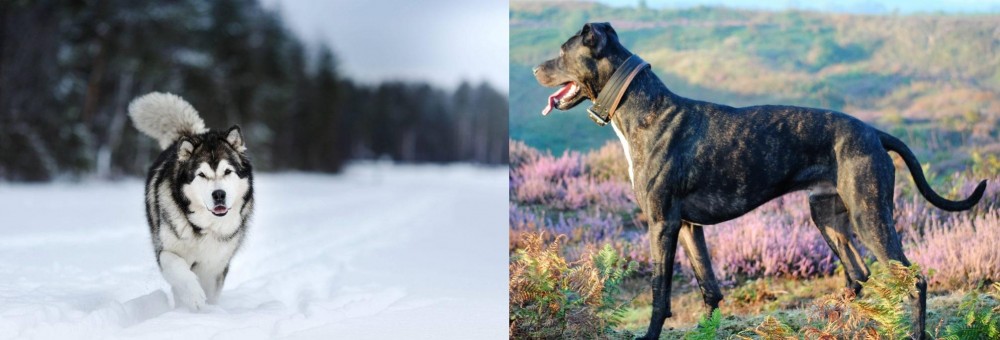 Alaunt vs Siberian Husky - Breed Comparison
