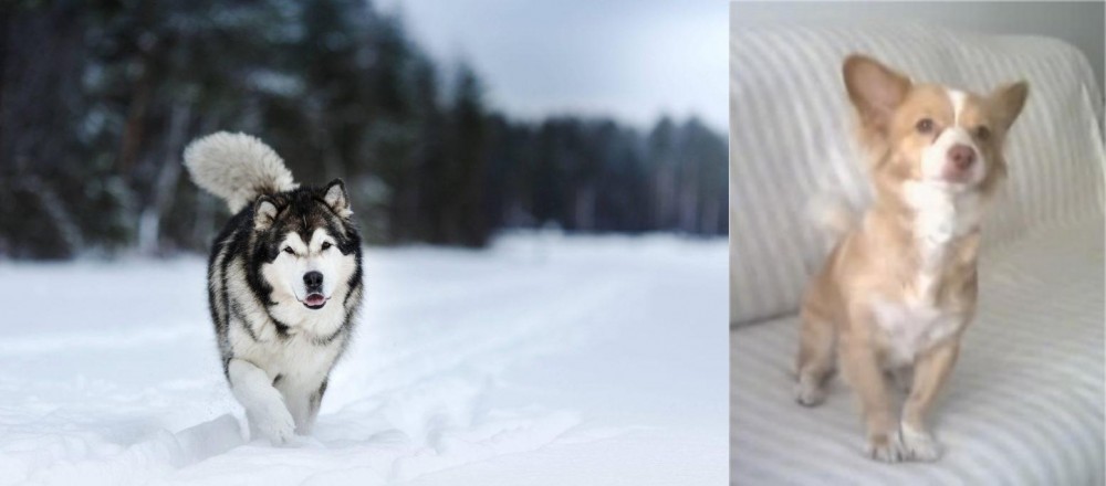 Alopekis vs Siberian Husky - Breed Comparison
