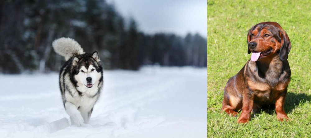 Alpine Dachsbracke vs Siberian Husky - Breed Comparison