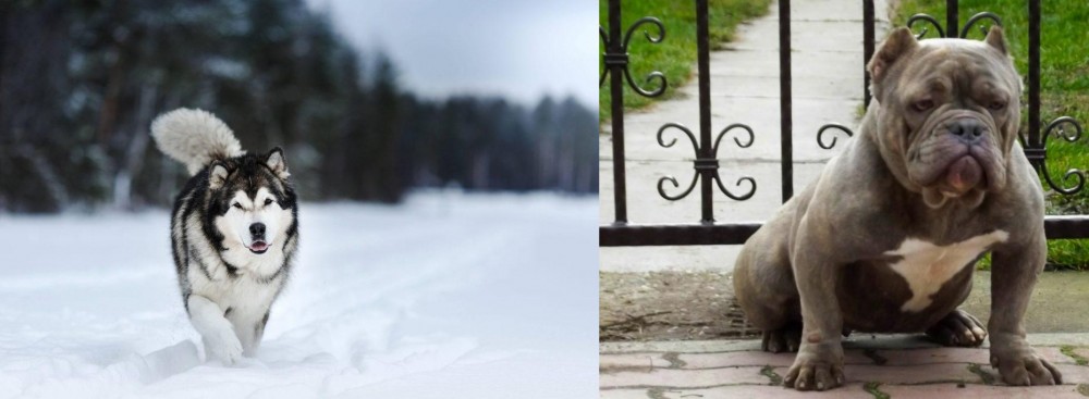 American Bully vs Siberian Husky - Breed Comparison