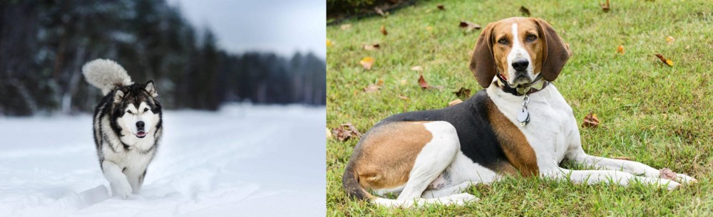 American English Coonhound vs Siberian Husky - Breed Comparison