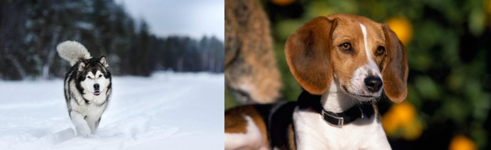 American Foxhound vs Siberian Husky - Breed Comparison