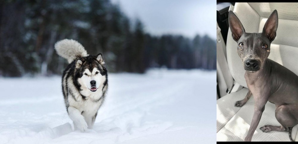 American Hairless Terrier vs Siberian Husky - Breed Comparison