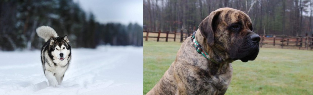 American Mastiff vs Siberian Husky - Breed Comparison