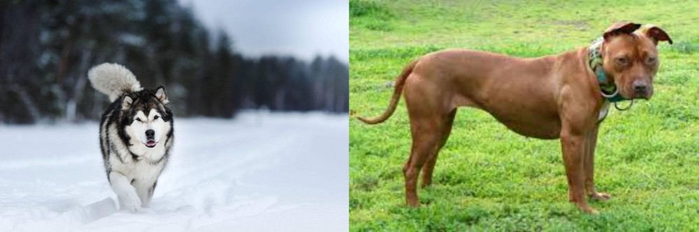 American Pit Bull Terrier vs Siberian Husky - Breed Comparison
