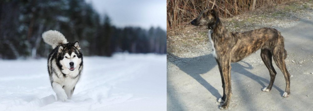 American Staghound vs Siberian Husky - Breed Comparison