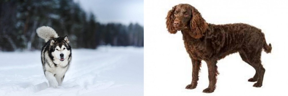 American Water Spaniel vs Siberian Husky - Breed Comparison