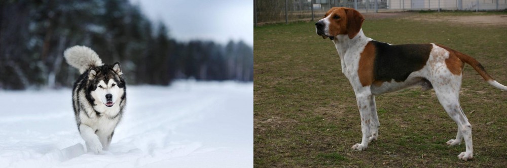 Anglo-Francais de Petite Venerie vs Siberian Husky - Breed Comparison