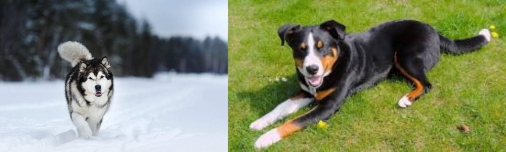 Appenzell Mountain Dog vs Siberian Husky - Breed Comparison