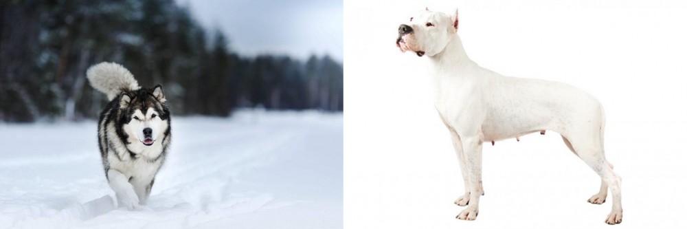 Argentine Dogo vs Siberian Husky - Breed Comparison