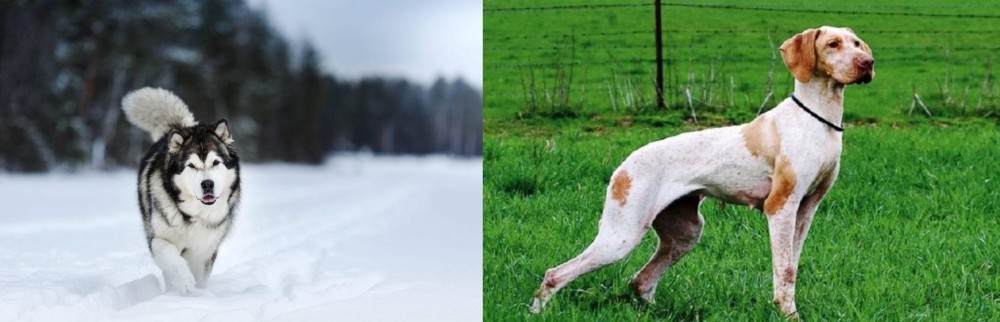 Ariege Pointer vs Siberian Husky - Breed Comparison