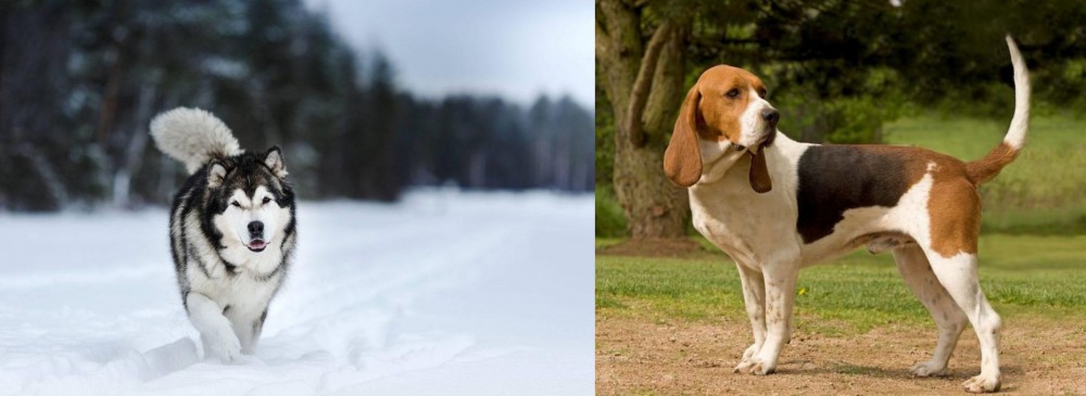 Artois Hound vs Siberian Husky - Breed Comparison