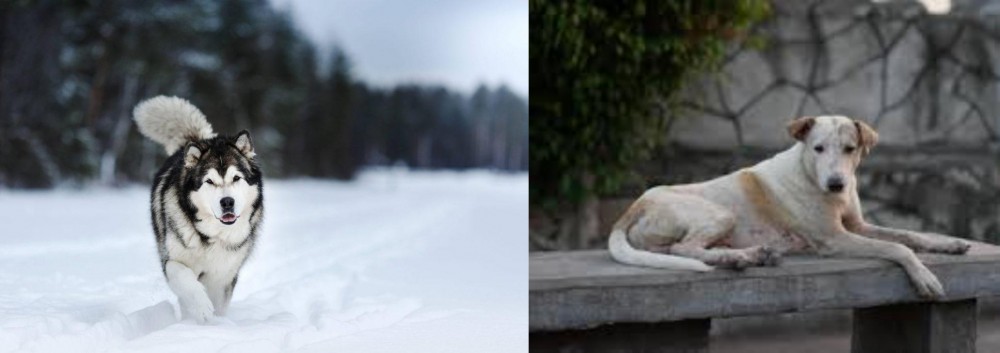 Askal vs Siberian Husky - Breed Comparison