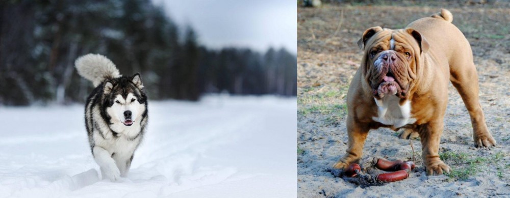 Australian Bulldog vs Siberian Husky - Breed Comparison