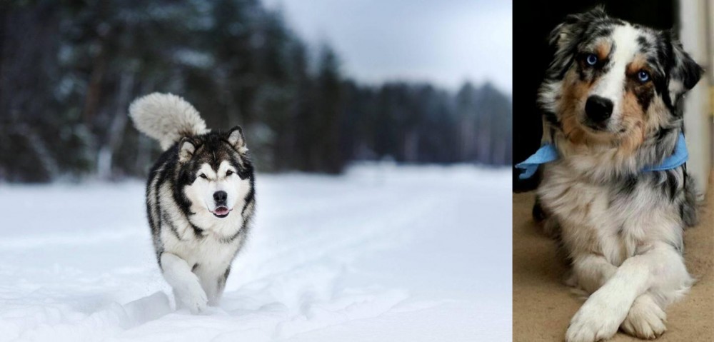 Australian Collie vs Siberian Husky - Breed Comparison