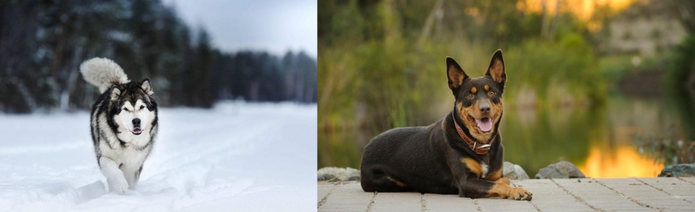 Australian Kelpie vs Siberian Husky - Breed Comparison