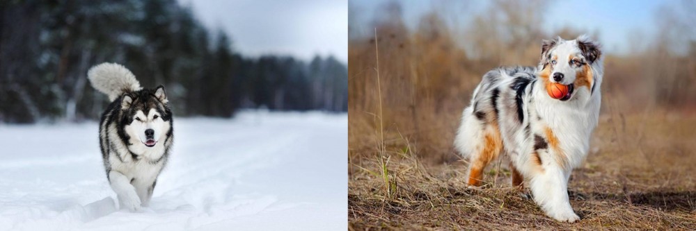Australian Shepherd vs Siberian Husky - Breed Comparison