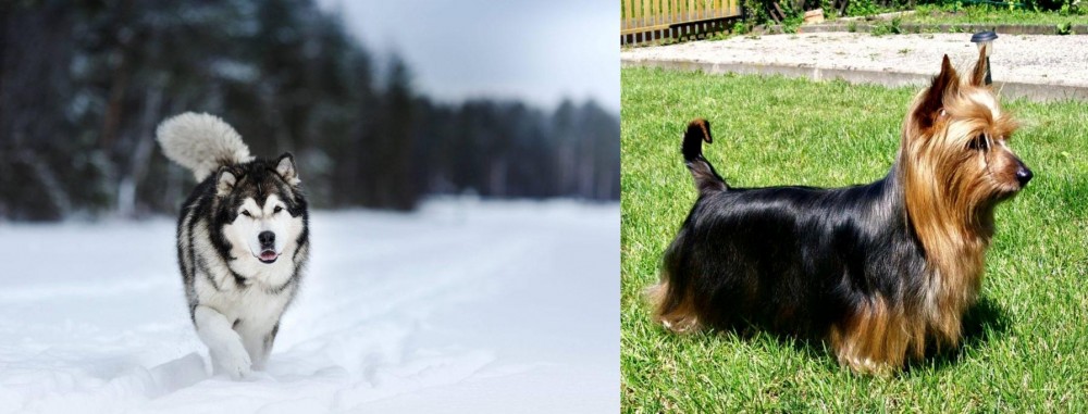Australian Silky Terrier vs Siberian Husky - Breed Comparison