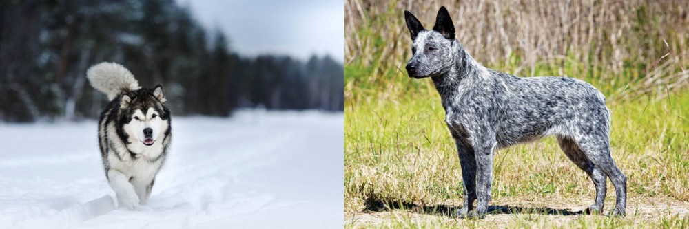 Australian Stumpy Tail Cattle Dog vs Siberian Husky - Breed Comparison