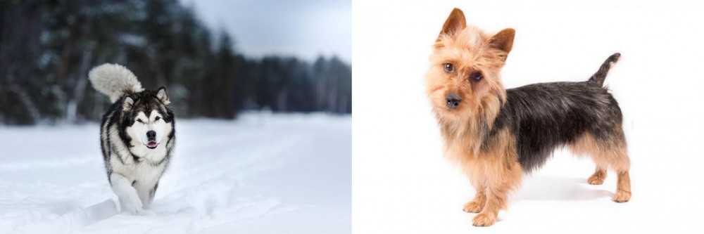 Australian Terrier vs Siberian Husky - Breed Comparison