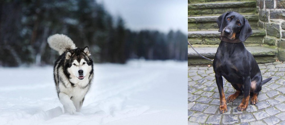 Austrian Black and Tan Hound vs Siberian Husky - Breed Comparison