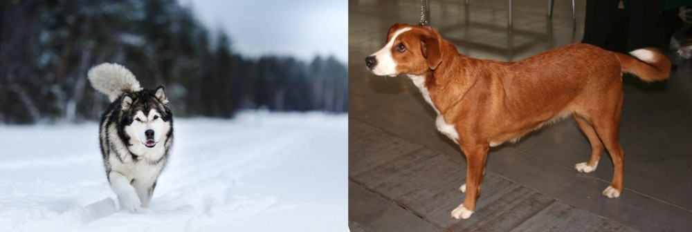 Austrian Pinscher vs Siberian Husky - Breed Comparison