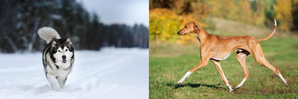 Azawakh vs Siberian Husky - Breed Comparison