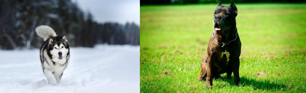 Bandog vs Siberian Husky - Breed Comparison