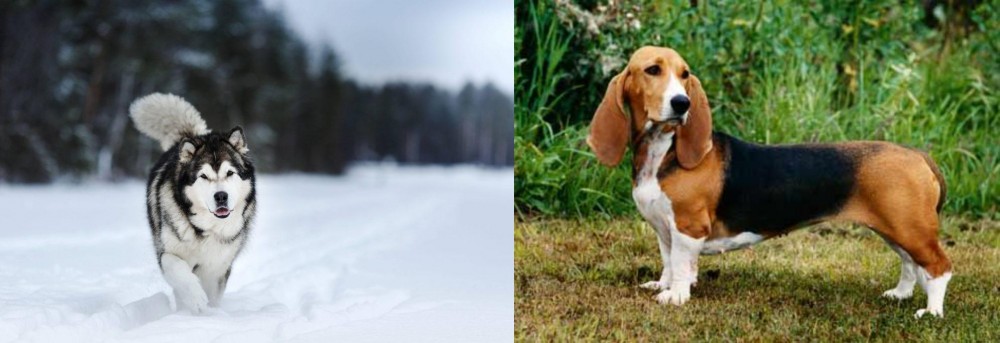 Basset Artesien Normand vs Siberian Husky - Breed Comparison