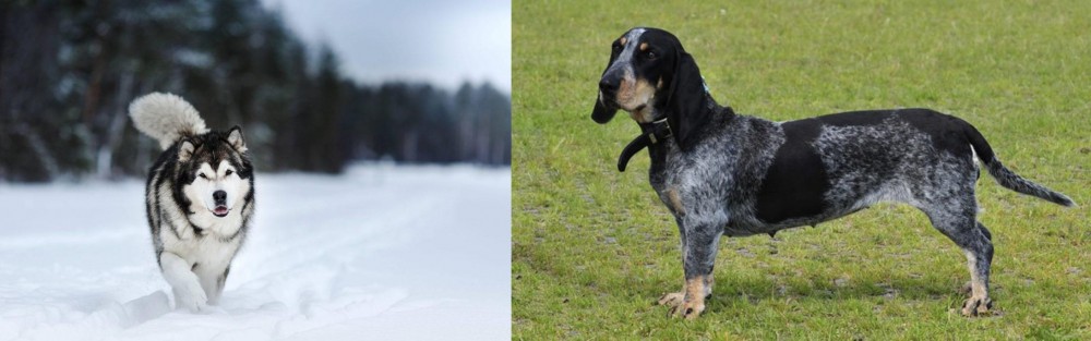 Basset Bleu de Gascogne vs Siberian Husky - Breed Comparison