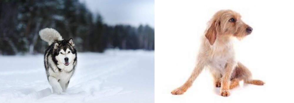 Basset Fauve de Bretagne vs Siberian Husky - Breed Comparison