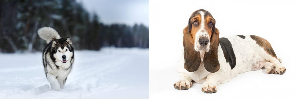 Basset Hound vs Siberian Husky - Breed Comparison