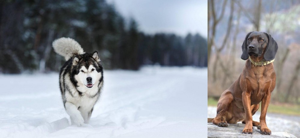 Bavarian Mountain Hound vs Siberian Husky - Breed Comparison