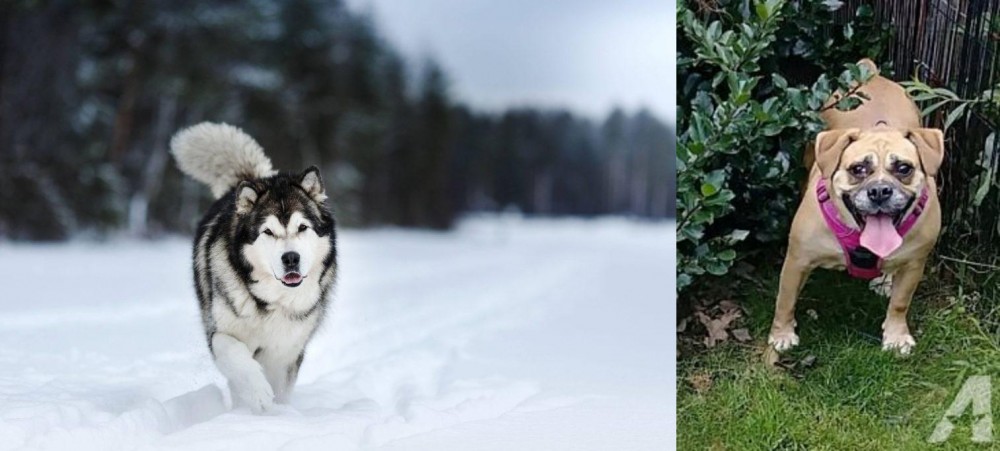 Beabull vs Siberian Husky - Breed Comparison