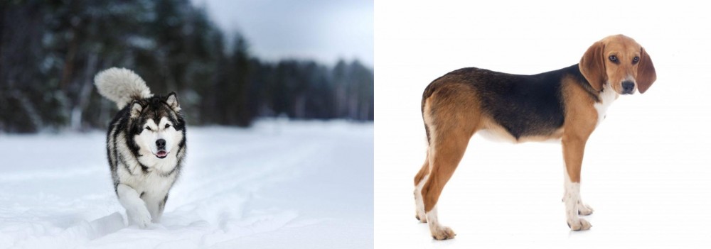 Beagle-Harrier vs Siberian Husky - Breed Comparison