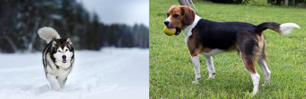 Beaglier vs Siberian Husky - Breed Comparison